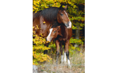 Miniposters Paarden 820 4 motieven, 20 stuks