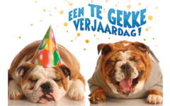Miniposters Grappige Dieren 991 4 motieven, 20 stuks