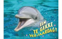 Miniposters Grappige Dieren 991 4 motieven, 20 stuks