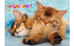Miniposters Dieren gefelciteerd 994 4 motieven, 20 stuks