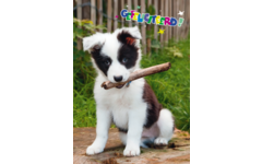 Miniposters Dieren gefelciteerd 994 4 motieven, 20 stuks