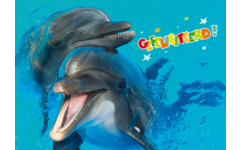 Miniposters Dieren gefelciteerd 994 4 motieven, 20 stuks