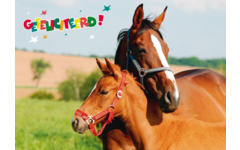 Miniposters Dieren gefelciteerd 994 4 motieven, 20 stuks