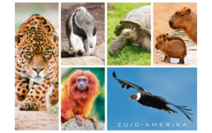 Ansichtkaarten Werelddieren 5729 6 motieven, 48 stuks