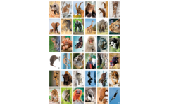 Krasstickers Werelddieren 646 36 motieven, 540 stuks
