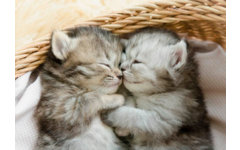 Ansichtkaarten Puppy's en Kittens 5751, 4 motieven, 48 stuks