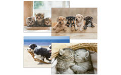 Ansichtkaarten Puppy's en Kittens 5751, 4 motieven, 48 stuks