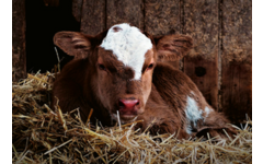 Beloningskaarten Kinderboerderij 4607 6 motieven, 96 stuks