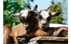 Beloningskaarten Kinderboerderij 4607 6 motieven, 96 stuks
