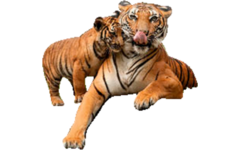 Beloningskaarten 4576 dieren met jong, 6 motieven, 96 stuks