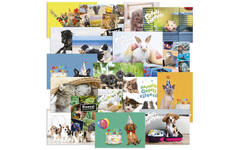 Miniposters Dieren Mix 1101, 18 motieven, 18 stuks