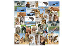 Miniposters Wereldieren Mix 1105, 12 motieven, 18 stuks