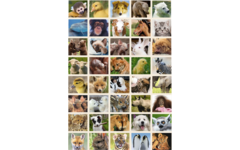Krasstickers 644 babydieren, 40 motieven, 600 stuks