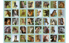 Beloningsstickers 109 Veulens en paarden 40 motieven, 800 stickers