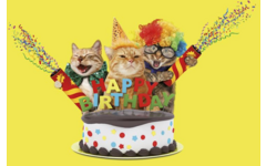 Miniposter 1086 Party animals 4 motieven, 20 stuks