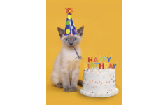 Miniposter 1086 Party animals 4 motieven, 20 stuks