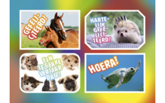 Ansichtkaarten 5760 Felicitatiedieren 4 motieven, 48 kaarten