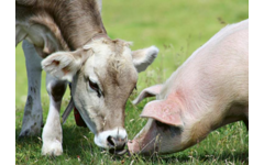 Ansichtkaarten 5763 Boerderijduo's 4 motieven, 48 kaarten