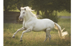 Beloningskaarten 4613 Paarden 4 motieven, 96 stuks