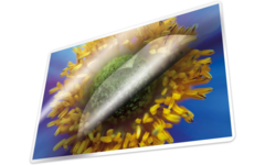 Plastificeer/lamineerhoes A4 100 micron, 100 stuks