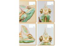 Schriften commerciaal 4x7,5 mm, reptielen, 16,5 x 21 cm, 80 gr (25 stuks)